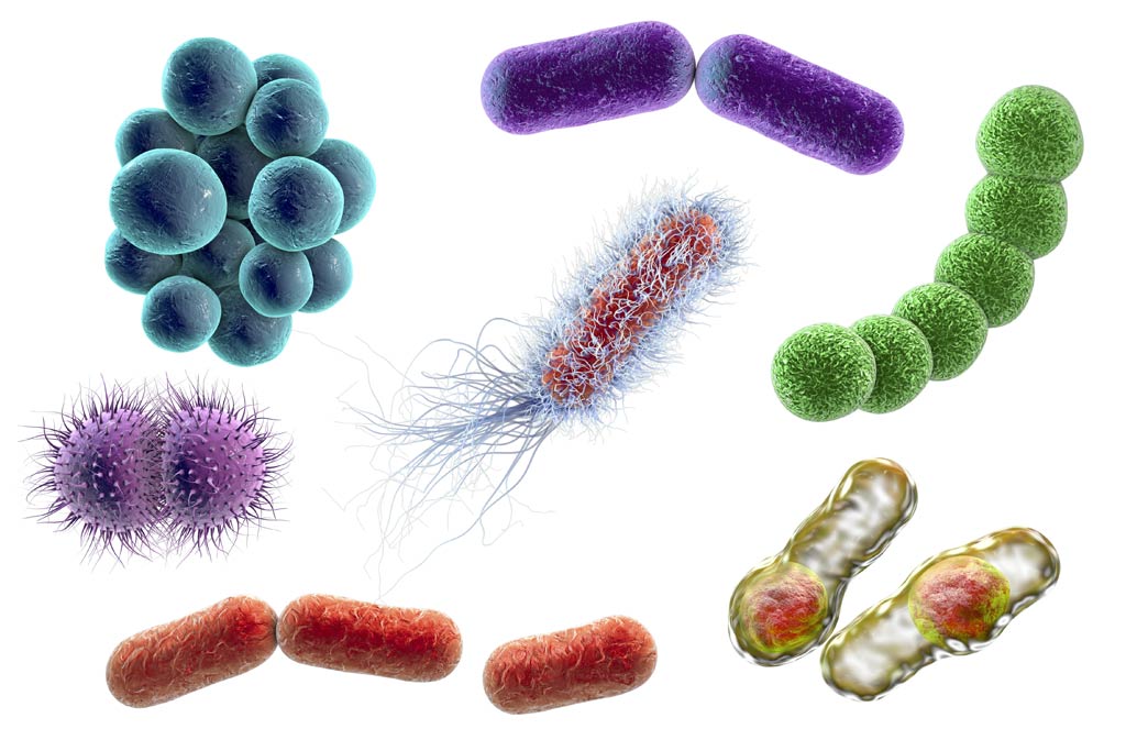 bacteria_virus_food_illness_safety